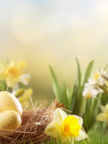Daffodils and Easter eggs