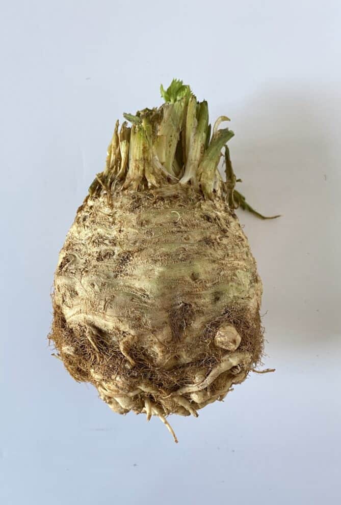 A celery root/celeriac vegetable