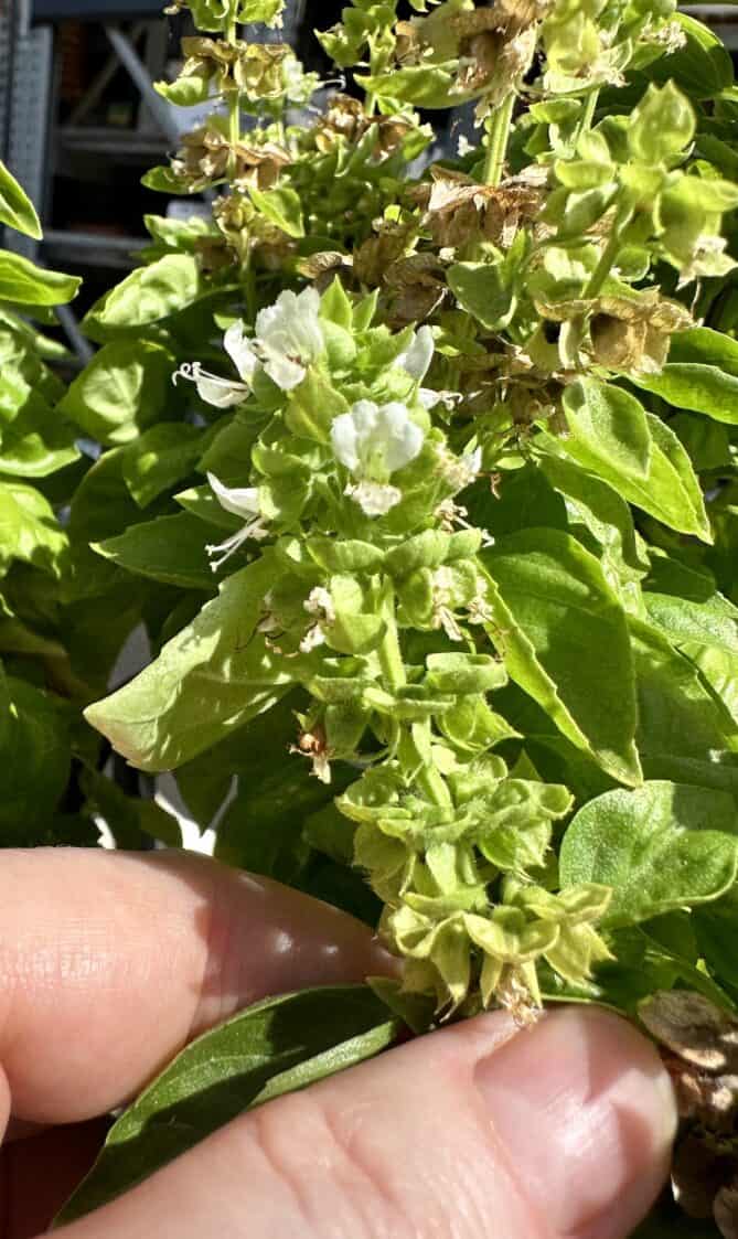 A basil plant that has bloomed flowers