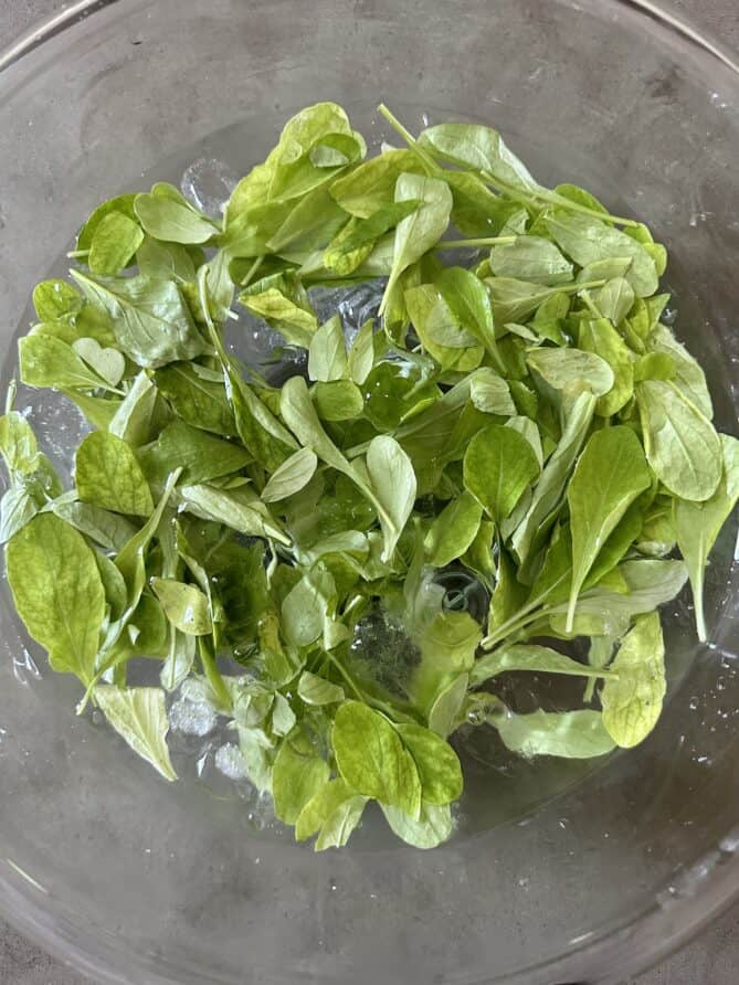 Baby arugula leaves in a bowl of ice water